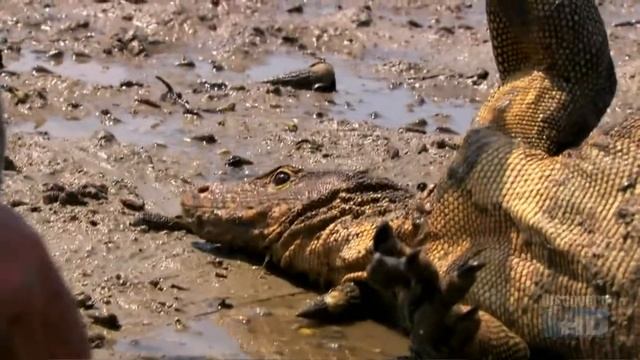 Austin Stevens - Snakemaster - In Search of the Man-eating Python - Part 2 смотреть онлайн