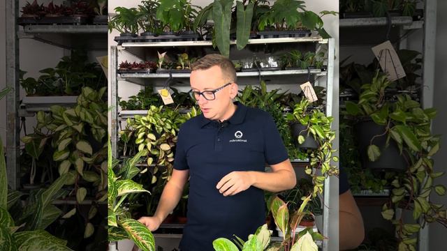 Najważniejsze informacje o Aglaonemach dostępnych w mikroklimat.pl смотреть онлайн