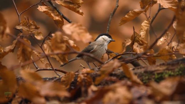 Симфония Уюта: Музыка Релаксации 5 Расслабляющая музыка со звуками природы смотреть онлайн