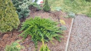 Выбираем хвойные растения | Карликовый можжевельник Тамарисцифолия |Tamariscifolia