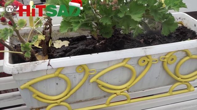 Как Зимуют Растения | Простой Способ сохранить растения Зимой. смотреть онлайн