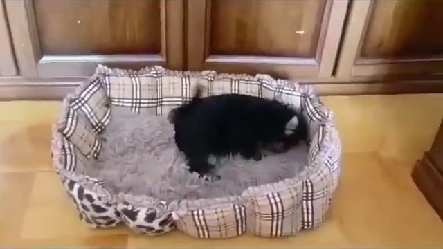 #йоркширский_терьер продажа.89163503996 смотреть онлайн