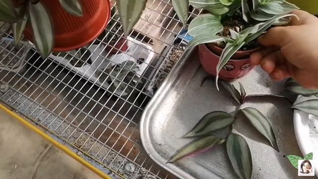 Лёгкий способ укоренить традесканцию