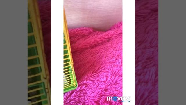 Маленькие джунгарские хомяки смотреть онлайн