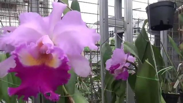 Review anggrek Cattleya wangi Rlc Pamela Finney смотреть онлайн