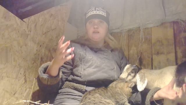 Дружба кота и козленка. Адаптация 4 день. Деревенская жизнь в Сибири во всей красе.