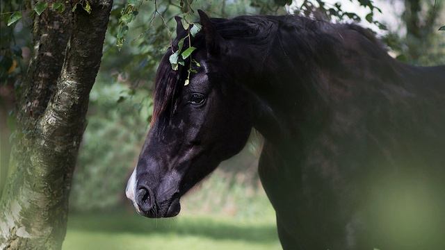 Конь мой верный смотреть онлайн