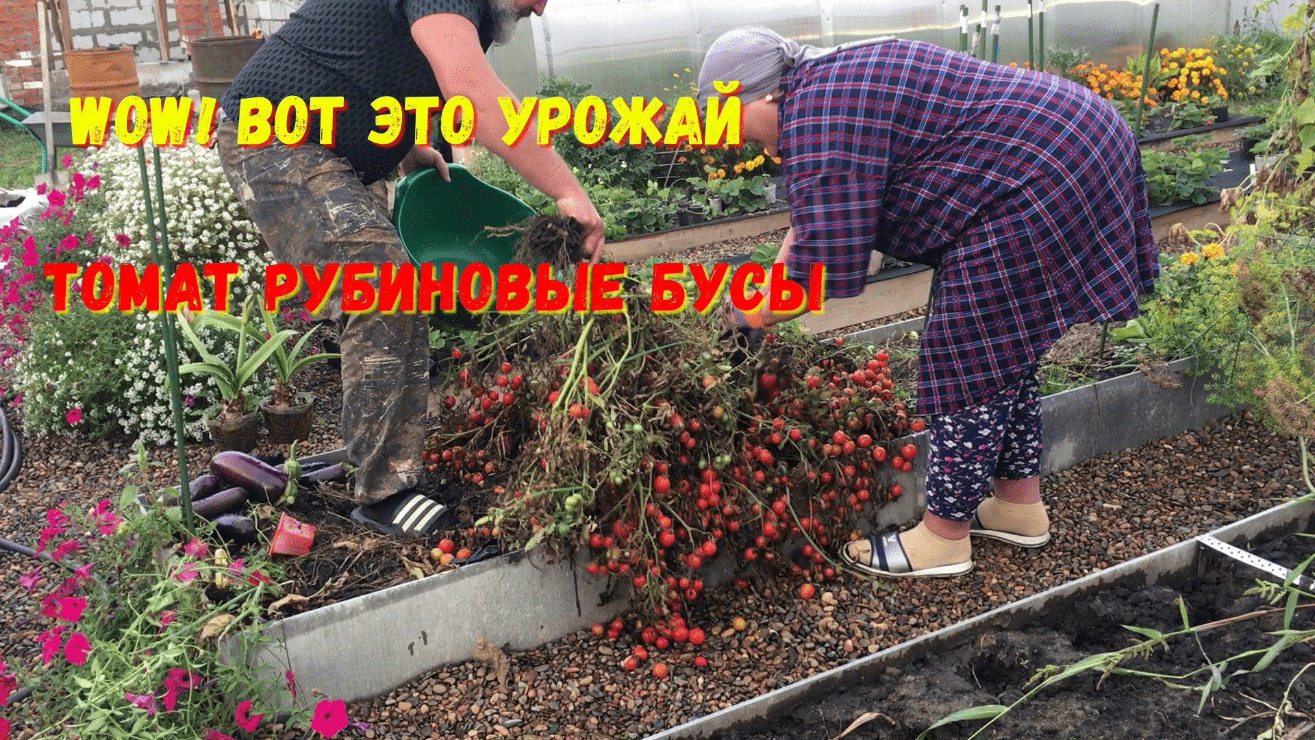 Ведро с куста – это реально. Как растет и плодоносит томат Рубиновые бусы смотреть онлайн