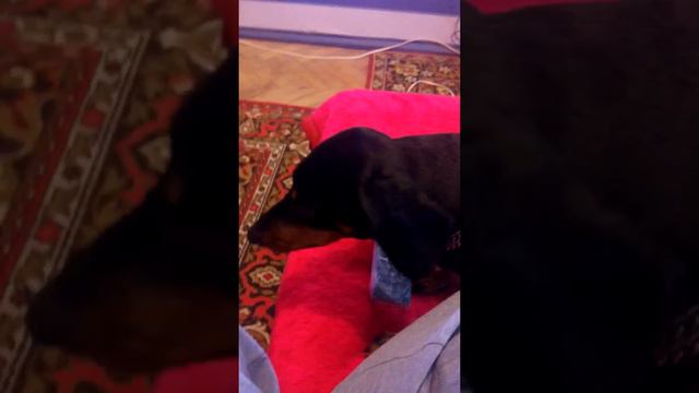 Такса говорит