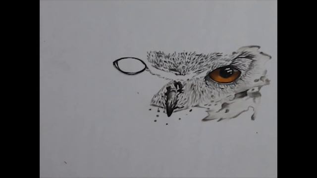 Owl drawing time lapse смотреть онлайн