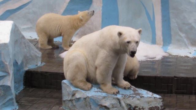 Медвежата просят молочко 19.08.2019 смотреть онлайн