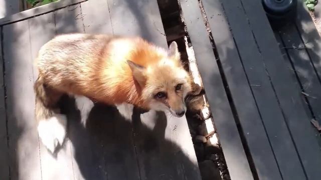 Ли Сяо / Alice The Fox Лиса Алиса (Поведение лисы, которая хочет разжалобить на мясо)