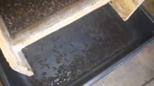 Червь Дендробена, выборка коконов