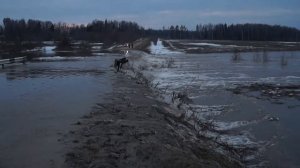 Разлив реки Рокша с. Бектышево Переславский р-н Ярославская обл.
