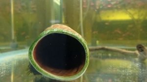 Анциструс размножение в общем аквариуме Анциструс обыкновенный