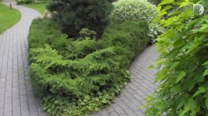 Видео журнал «Сады в отличной форме №25» Роскошный молодой сад в поселке Салтыковка.