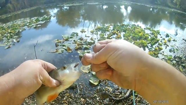 Осенняя рыбалка в зарослях кувшинок. Ловля КАРАСЯ на поплавочную удочку.