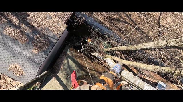 Как спилить дерево безопасно? Доверьтесь профессионалам 89254701605 смотреть онлайн