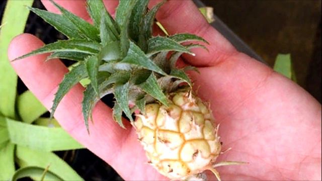 ❓ cómo se hace una suculenta variegada ❓ смотреть онлайн