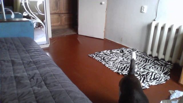 Jastin бигль. Оставляем бигля одного дома и он ничего не грызет. Скрытая камера - бигль в квартире.