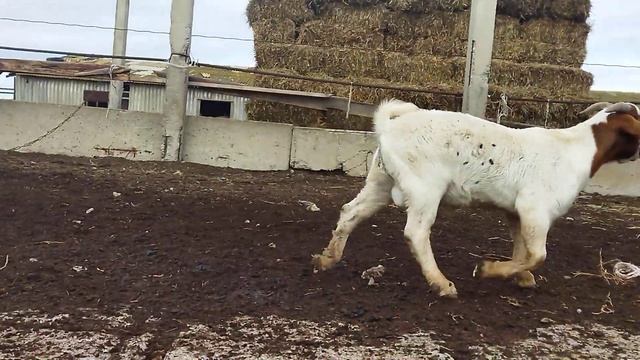 Калахарские козы и Бурский козлик смотреть онлайн