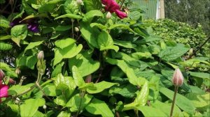 КЛЕМАТИСЫ, КОТОРЫЕ ОБИЛЬНО ЦВЕТУТ ВЕСЬ СЕЗОН