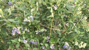 ГОЛУБИКА! РАННИЙ СОРТ ДЮК (DUKE) Отличный выбор!