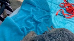 DogVlog: ОТДЫХ С ДВУМЯ СОБАКАМИ НА МОРЕ/ЧТО МЫ БЕРЕМ С СОБОЙ В ПОЕЗДКУ