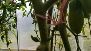 Томат Бананчик 2020