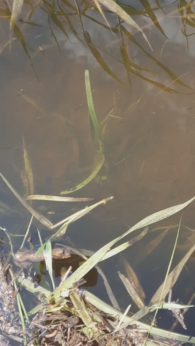 Скат личинок из ерика в речную систему