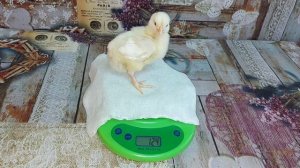 Как растут бройлеры. Вес  бройлеров в 6 дней Росс 308 (Россия). Broiler weight in 6 days