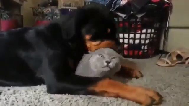 Забота собаки о кошке) смотреть онлайн