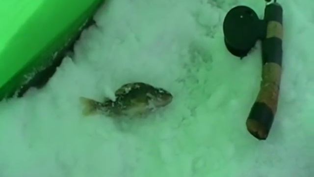 Скоро эхолот замёрзнет, а рыбы всё нет и нет. смотреть онлайн