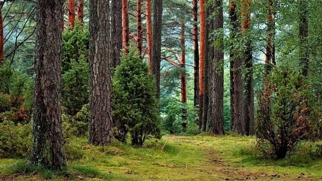 Медитация ПОТОК ЛЮБВИ смотреть онлайн