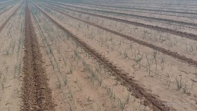 Где купить лук Стардаст, белый лук, на выгонку? смотреть онлайн