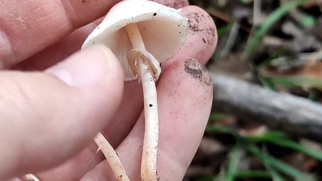Επικίνδυνο. Lepiota cristata. смотреть онлайн