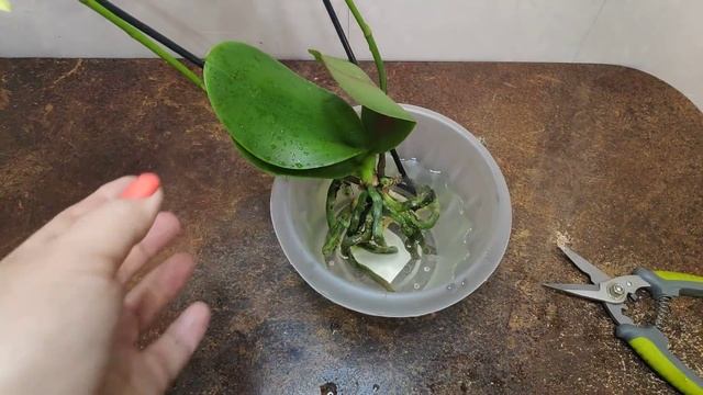 23.10.21.ОРХИДЕЯ уценка из Оби Лахта Green pixie.-1 смотреть онлайн