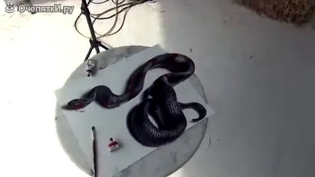 Художник очень красиво нарисовал,3D рисунок змеи смотреть онлайн