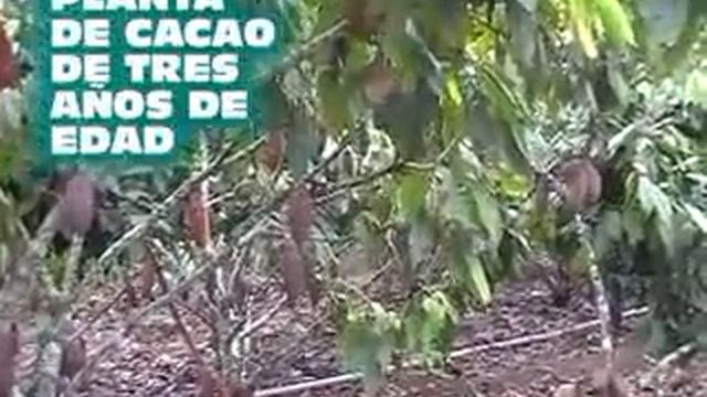 CONTROL DE MONILIA EN CACAO