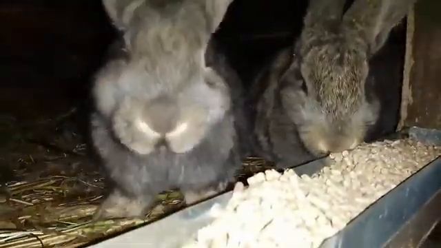 Разведение и содержание кроликов.ОКРОЛ через 21 день.Как растут кролики. смотреть онлайн