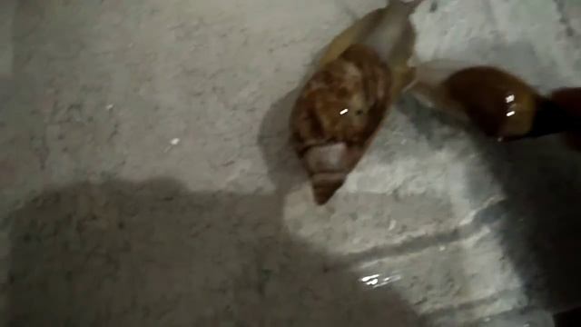 Смазываю ракушки улиток маслом АЕВИТ после уборки. Разрешыно когда ракушка окрепла. смотреть онлайн
