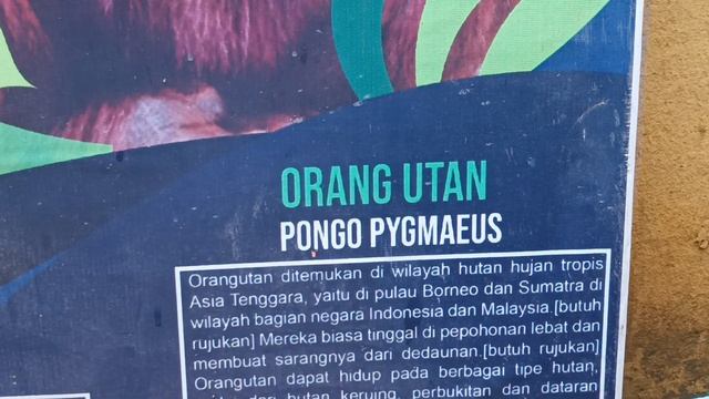 Orang Utan, Pongo Pygmaeus смотреть онлайн