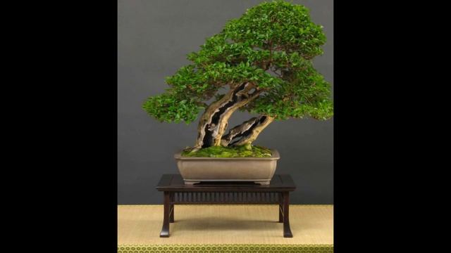 Flowering Ligustrum Bonsai Photos смотреть онлайн