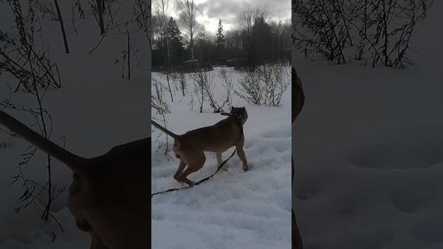 #Турбо_Шарик.Шереметьевский приют. смотреть онлайн