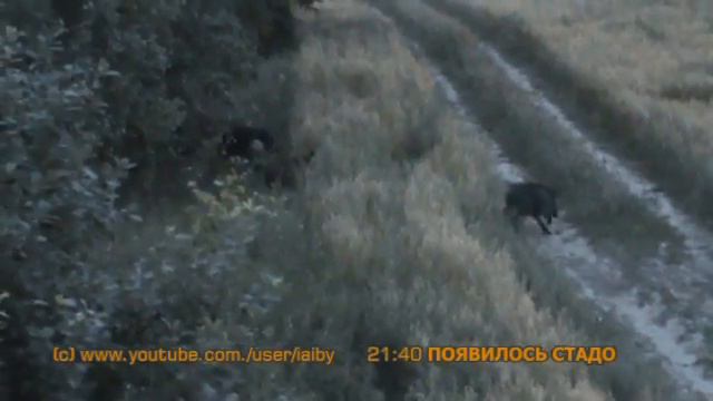 Кабаны на овсах. смотреть онлайн