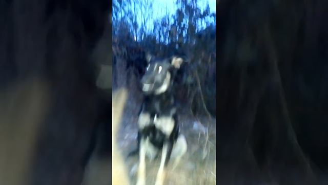 Красивая собака но немного худая смотреть онлайн