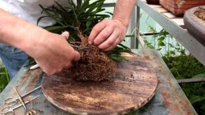 Podocarpus bonsai Repot, May 2016