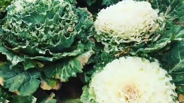 Rose cabbage baguio city смотреть онлайн