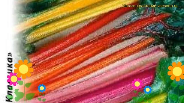 Мангольд Радуга (смесь). Краткий обзор, описание характеристик, где купить семена beta vulgaris смотреть онлайн