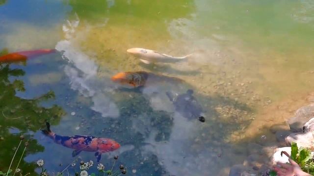 Смешные и забавные птицы и звери - Веселые видео для детей - Парк птиц смотреть онлайн